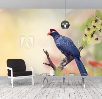 Afbeeldingen van Rosss Turaco perching